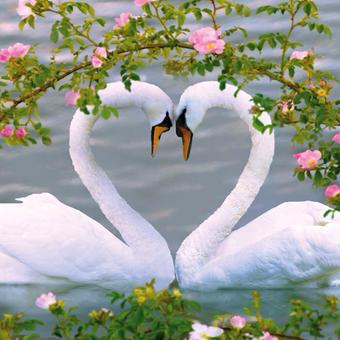 “<a href="/nurtenbudur/">NurtenBudur</a>: İyi geceler 🍀 Şevbaş ”