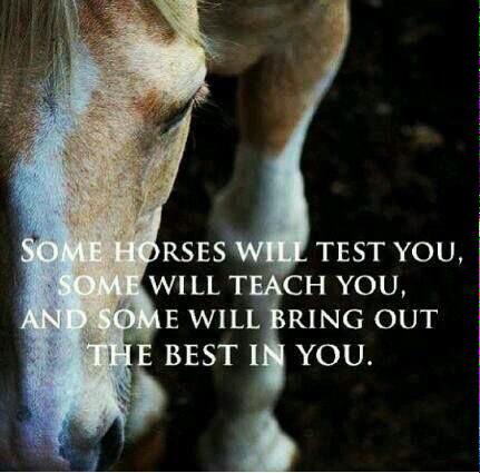 Our horse human teams can nurture your innate strengths to bring out the best in you!