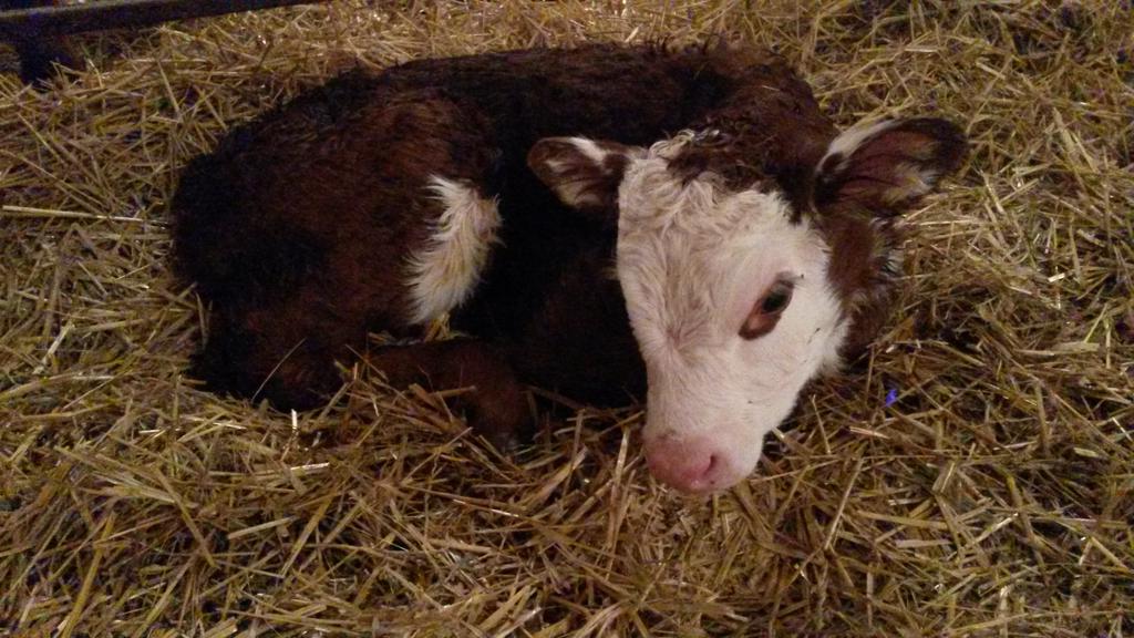 GreenridgeHfds's tweet image. First and hopefully only set of twins! 2 little heifers! #farm365 #safearrival