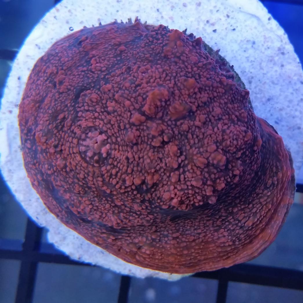 CteMike's tweet image. And a few more...