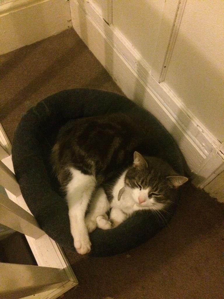 LeoTheKitty1's tweet photo. We spend our nights in charge of the landing #wlf http://t.co/NxKwzv5Fvr