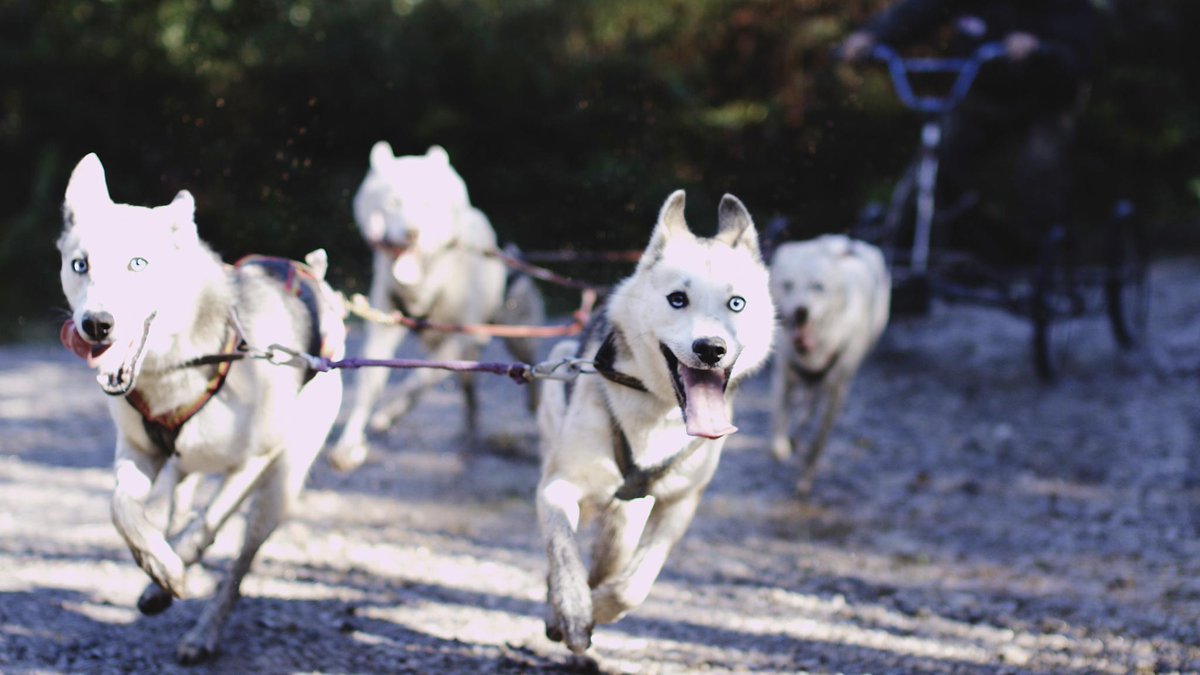 NatGeoAnimals's tweet image. From work to play, dogs play a big part in our daily lives. How does your dog help you? #SecretLifeOfDogs 10/9c