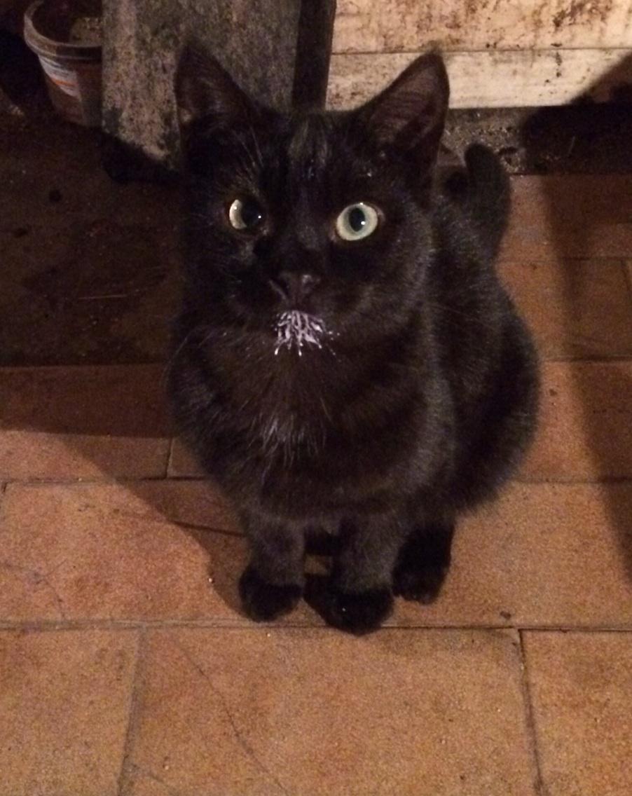 Rosehill_girl's tweet photo. How can I take Anton seriously as a menacing beast when the eejit still gets a milk beard? #whatatwonk http://t.co/QnMz6g4L1n
