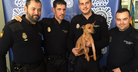 telecincoes's tweet photo. Le rescataron de su dueño y pagaron la operación para salvarlo >  http://t.co/ROZlny7y2f http://t.co/FI0pCdGj1W