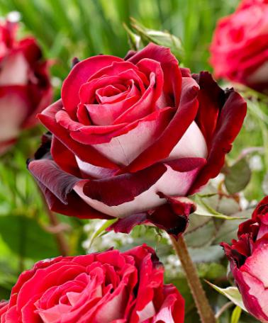 xloekaaa's tweet photo. “@iadorewomen_: Osiria rose, what a beauty🌹 http://t.co/AhWVt5kz1X” @DessyDuif