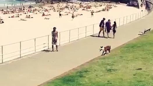 funoncamera's tweet photo. Dog Is Better Than Man #FunnyVideo #FunnyClips #VideoClips #FunnyClick
Link: http://t.co/ht4QaTHOhY #Dog #SoccerGrams http://t.co/1uh5wHB6W9