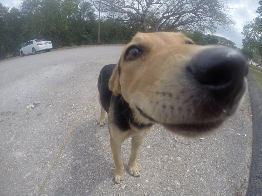 jubbabobs's tweet photo. #RescueRuby we fed her &amp; gave her water. Wanna take her home butt gna try again on Sunday. Hope she's still there!❤️🐶 http://t.co/iMBLzFvjFY