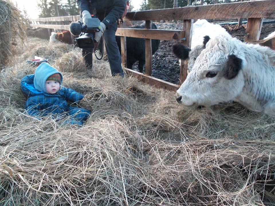 KilcherCamFans's tweet photo. It's #FindlayFriday - seen here with @OttoKilcher 's cow.
http://t.co/JVx1S3Gt50 http://t.co/UnXjl4bBU5