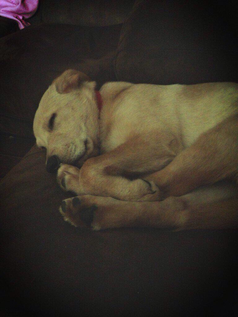 When your dog is ugly AF