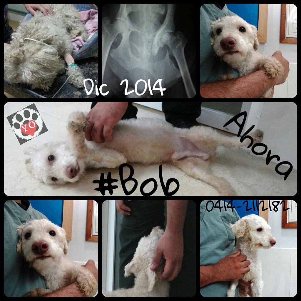 Bob sale dl temp este 22/02, no queremos meterlo en pensión pues ya esta acostumbrado a un hogar por eso le URGE TEMP