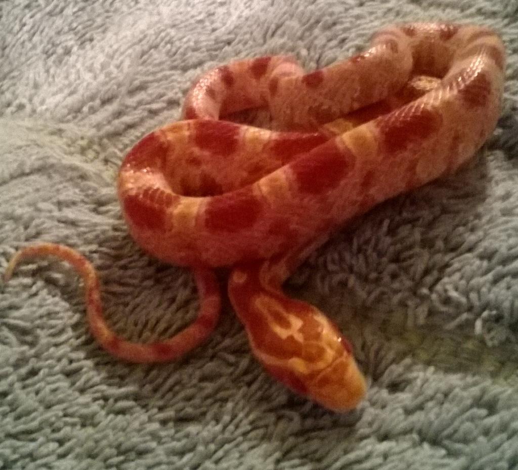 draconis316's tweet photo. Female amel corn snake. $25 http://t.co/YE8sG0ilHF
