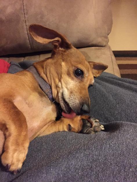 Leslie5612's tweet image. @Loki unltd @Jblazemagic @MagickBalay what do u think of my dog Miss Charley Brown? #closeupkings