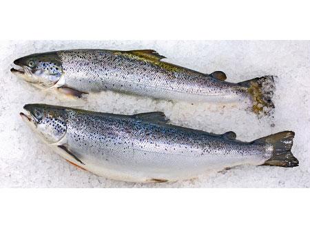 fredomarket's tweet photo. Punya Resep SALMON? Beli Dulu Ikan SALMON Di FREDO MARKET Via Online Di PIN:5197AAEA &amp; http://t.co/2fYp6phl18 http://t.co/2cvqXz0L4y