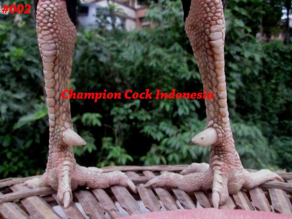 ChampionCock's tweet photo. Nama ayam:BARON
Jenis:BANGKOK SUPER(pukul taji) UK:6,5 UMUR:11BLN #ayambangkoksuper #hobbyayam #farm #IndonesiaDamai http://t.co/g9oriNPwTX