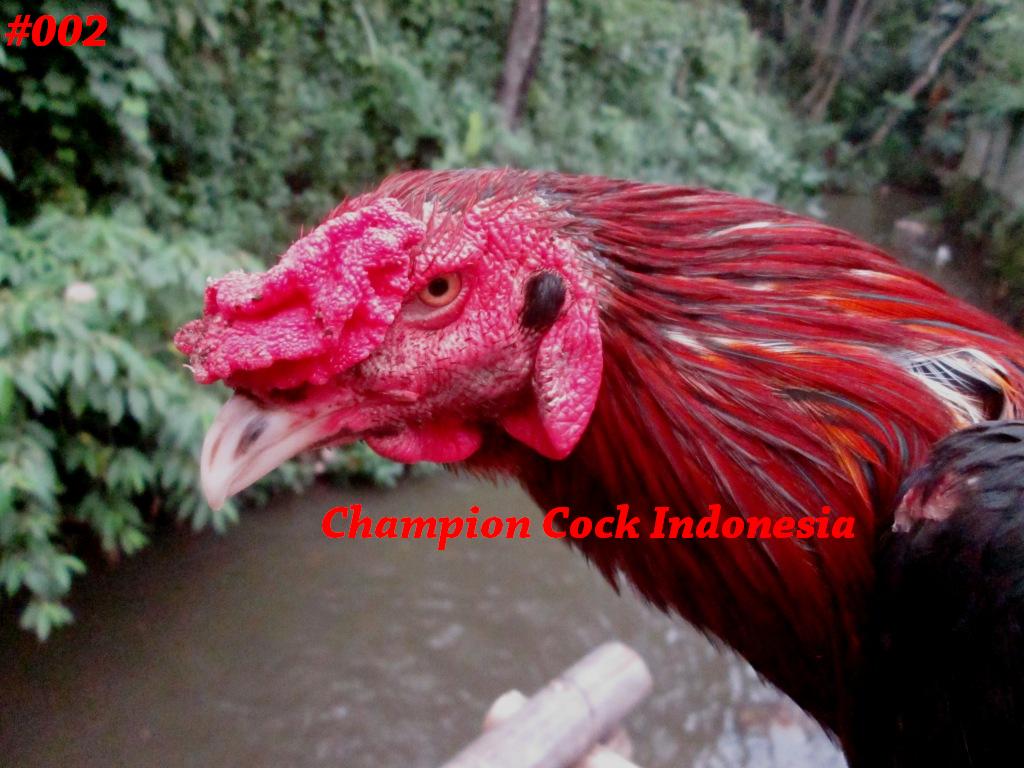 ChampionCock's tweet photo. Nama ayam:BARON
Jenis:BANGKOK SUPER(pukul taji) UK:6,5 UMUR:11BLN #ayambangkoksuper #hobbyayam #farm #IndonesiaDamai http://t.co/g9oriNPwTX