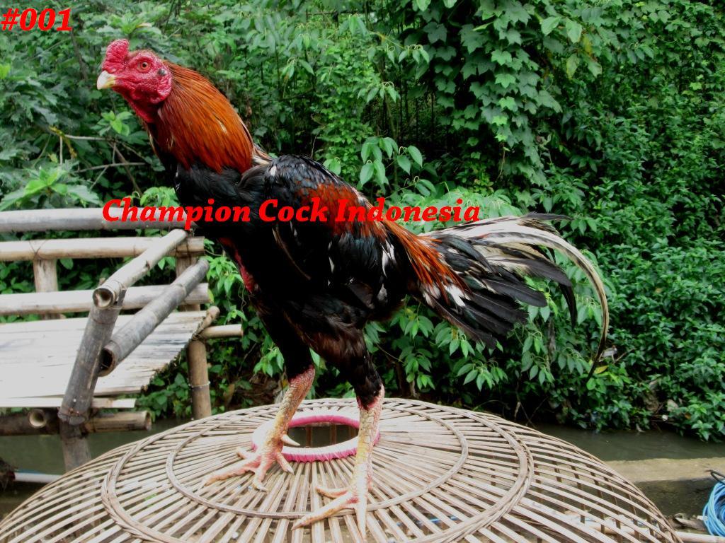 ChampionCock's tweet photo. Nama ayam:Killer
Jenis:BANGKOK SUPER(taji) UK:6,5 UMUR:10BLN #ayambangkoksuper #hobbyayam #farm #indonesia http://t.co/gjBHrnBcOW