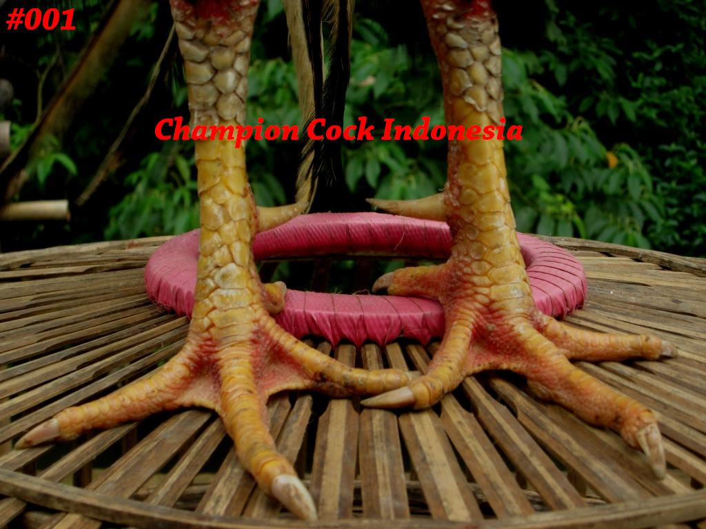 ChampionCock's tweet photo. Nama ayam:Killer
Jenis:BANGKOK SUPER(taji) UK:6,5 UMUR:10BLN #ayambangkoksuper #hobbyayam #farm #indonesia http://t.co/gjBHrnBcOW
