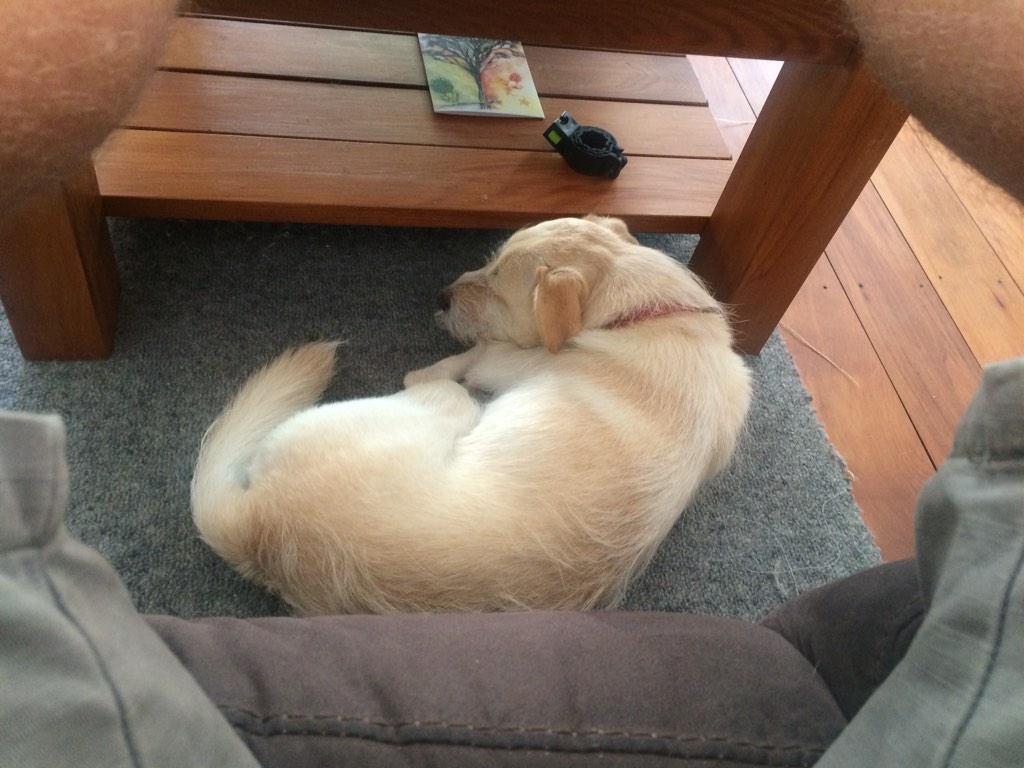 waveinvader's tweet image. At least one of us is enjoying @BLACKCAPS v @ECB_cricket #ICCWorldCup2015 #NZvENG