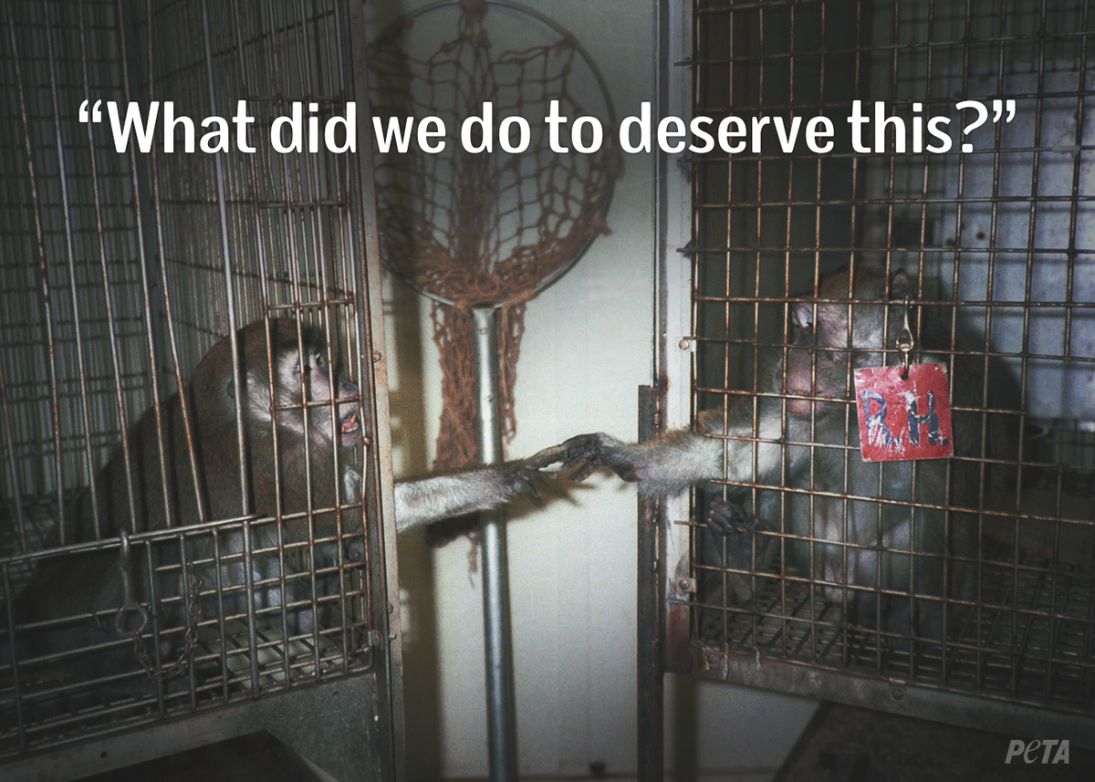 peta's tweet photo. RT if this photo breaks your 💔 #StopAnimalTests http://t.co/aSoXk6nrqF