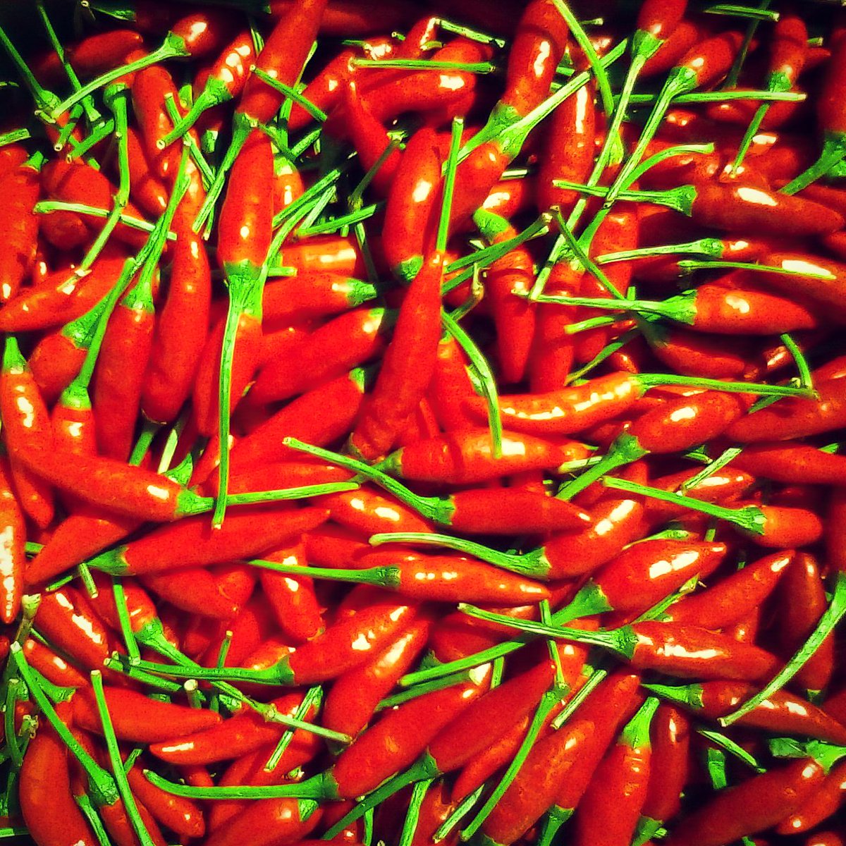 Yarr we be makein hot sauce. Have you got the cannonballs to try it? We do.