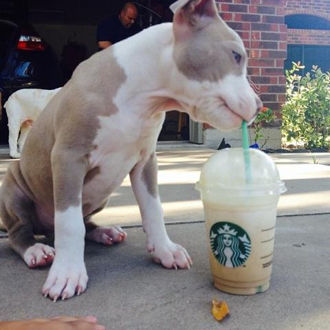 Pit Bulls 🐶 (@pitbuiis) on Twitter photo 
