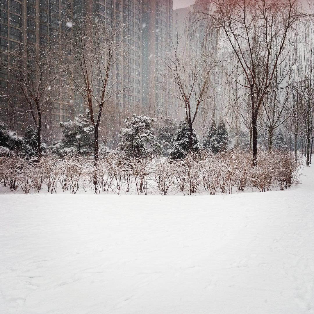 Csily_yao's tweet photo. 雪。 http://t.co/SCyLlkKgEf