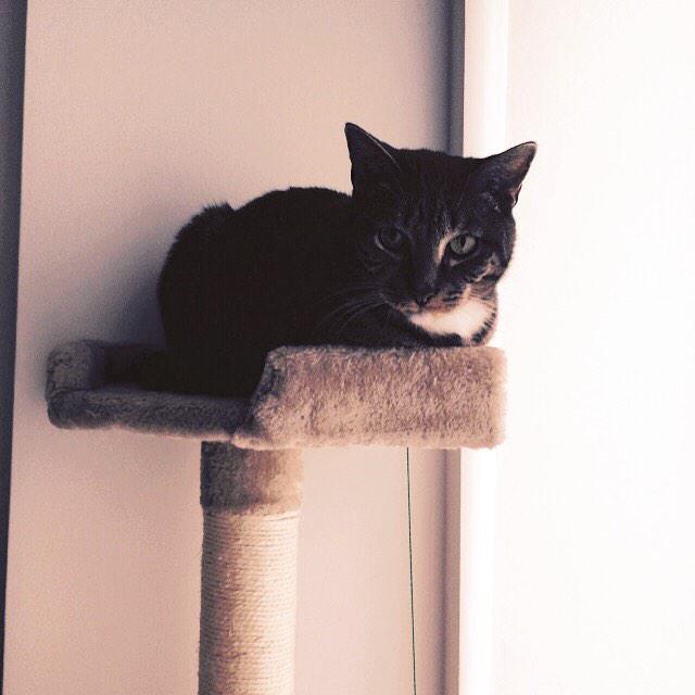 crewmuttley's tweet photo. Jake enjoying being at the highest point in the room #shorditch #Caturday #catsitter #CatsOfTwitter #catsofvine http://t.co/MH3FtWKVsw