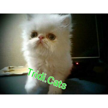 IniTcat's tweet photo. @apaajaIKLAN persia peaknose jantan umur 3 bulan anakan ped..Minat invite 7e898301 http://t.co/awKtDt2FU9