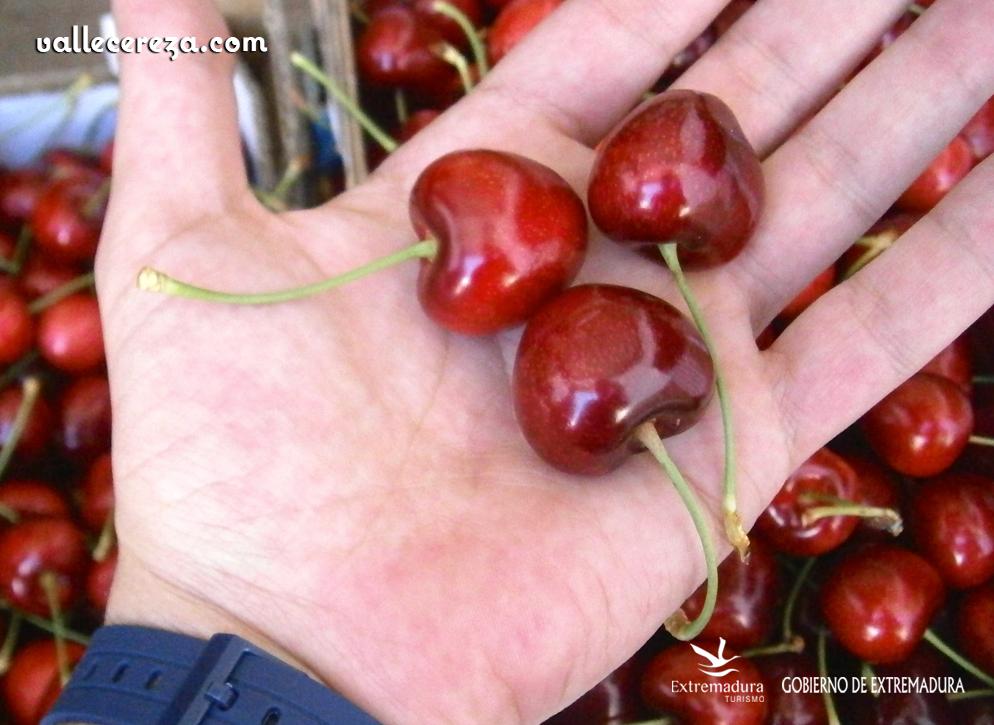 ValleCereza's tweet photo. Agroturismo de la cereza Valle del Jerte 2015: guía, visita a fincas, comida http://t.co/kR7ijxUzF5 #viajar ¡RESERVA! http://t.co/N6Z8B2PM27