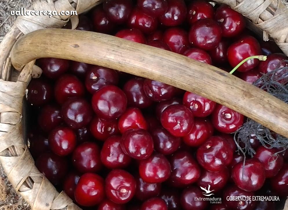 ValleCereza's tweet photo. Agroturismo de la cereza Valle del Jerte 2015: guía, visita a fincas, comida http://t.co/kR7ijxUzF5 #viajar ¡RESERVA! http://t.co/N6Z8B2PM27