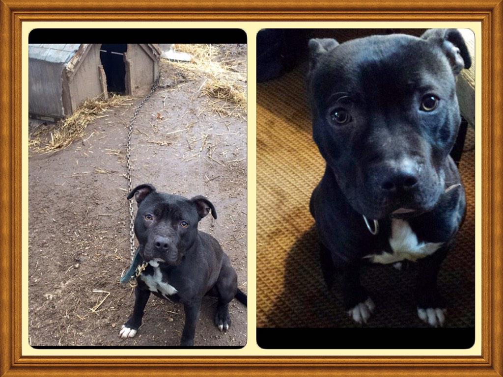 Almosthomeresq's tweet photo. Rescued!! http://t.co/uAb5clmbgi #happy #rescue #adopt #nomorechain #love #freedom #retweet #follow @PepperTheDog http://t.co/XhHe1kiJsw