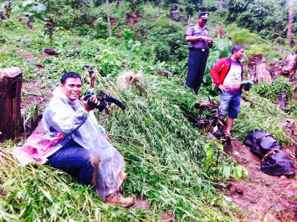 Pemusnahan devisa negara :) RT <a href="/munandar177/">Nandar</a>: Ladang ganja, di Aceh Besar