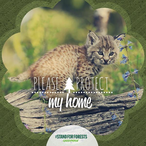 greenpeaceth's tweet photo. เพราะป่าป้องกันตัวเองไม่ได้ ร่วมกันปกป้องป่าเขตขั้วโลกจากการทำลาย http://t.co/D8T2uucn2N #standforforest http://t.co/TRfpIrKdmb