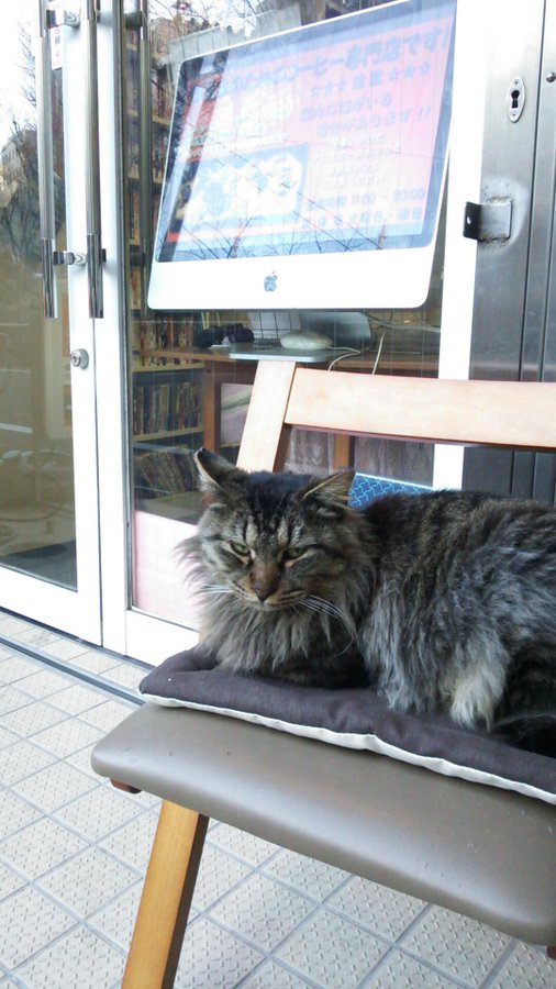 池袋の猫カフェおすすめ１１選 口コミでも評判な猫と触れ合えるお店をご紹介 Kurashi No