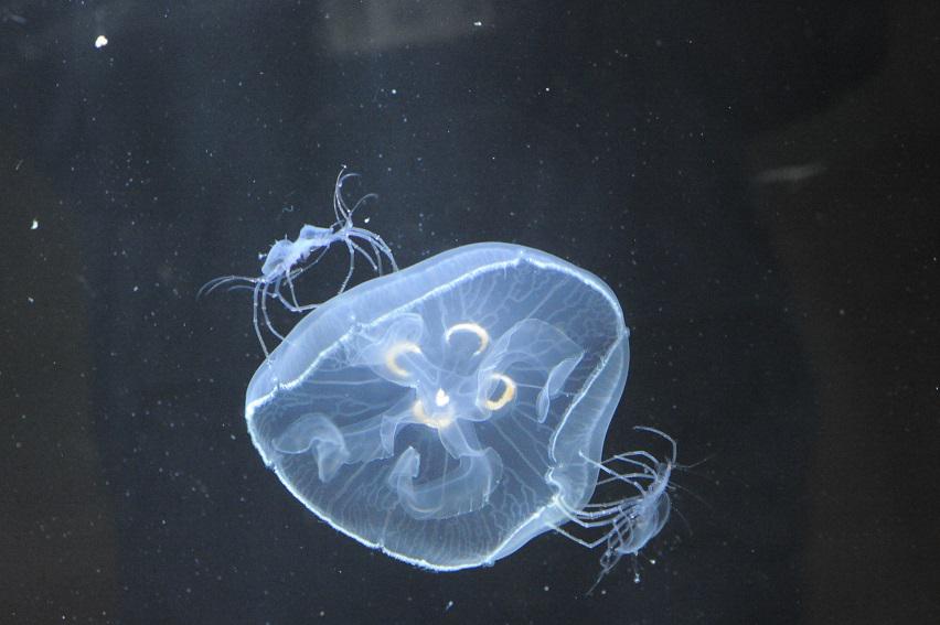 葛西臨海水族園 公式 今月のスタッフトークは2 28と3 1の13 30から テーマは クラゲを食べる生き物たち です クラゲを大好物にしているこの生き物は いったい何もの ふきゅー Kasai25 Http T Co Ltoowvcsd1 Http T Co Jnrib0zfiz