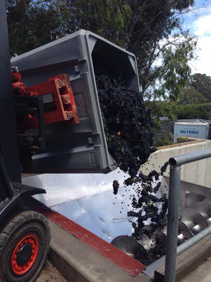 Tipping Grenache into the crusher after big pick this am