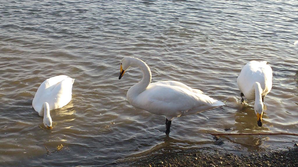 23 ツミ 某所 白鳥に餌やり 一緒に飛んできた仲間だが 食べ物となると くちばしでつついて仲間を排除したりと白鳥にも力の差があるようで Http T Co Qd31t61kzn