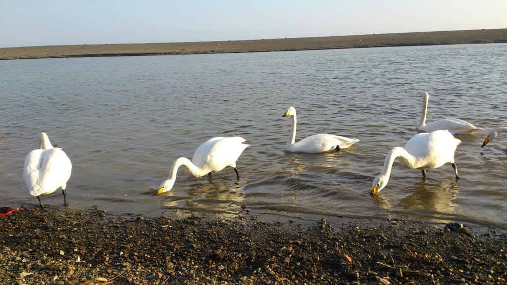 23 ツミ 某所 白鳥に餌やり 一緒に飛んできた仲間だが 食べ物となると くちばしでつついて仲間を排除したりと白鳥にも力の差があるようで Http T Co Qd31t61kzn