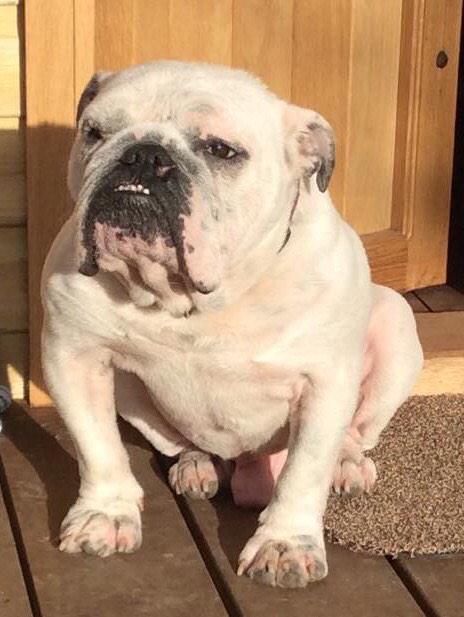 <a href="/burnagerugby/">Burnage Rugby Club</a> we need to come and book the club for our NW Bulldog BBQ 2015 After a great success last year #Annual