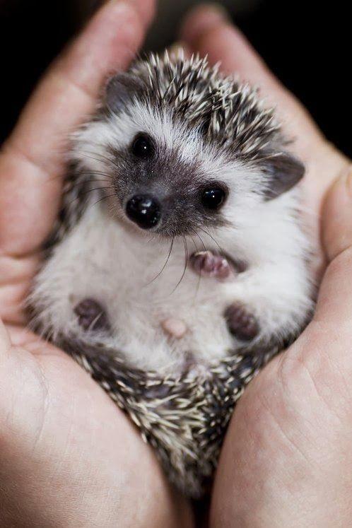 CuteAnimalsBaby's tweet image. baby hedgehogs are adorable