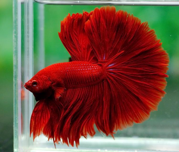 Blue Betta Fish