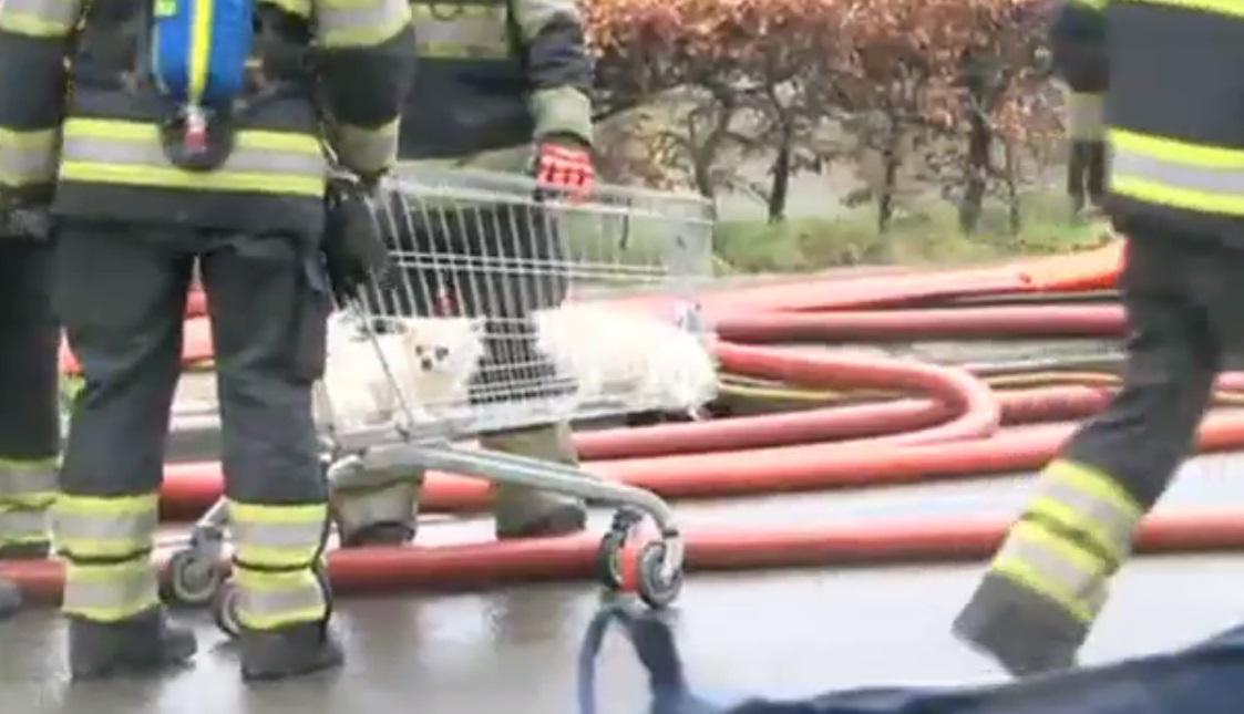 Mooi beeld: brandweer redt in Nijmegen mens én dier. nos.nl/video/2020331-…