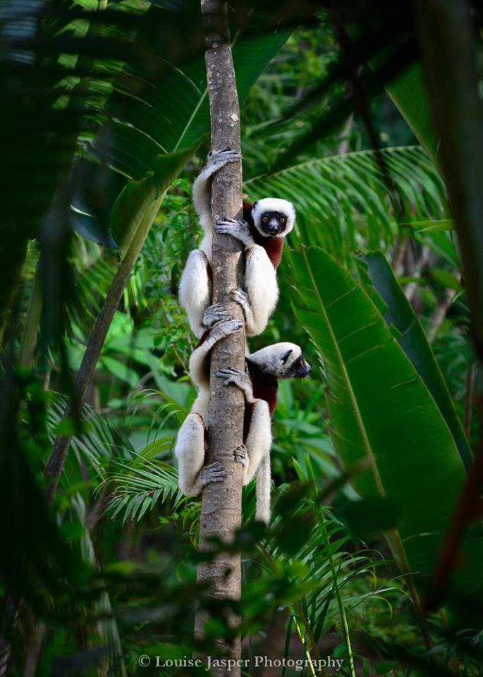 VanillaIslands2's tweet photo. Coquerel's sifakas getting ready for the week end with @IleMadagascar 
#MyMadagascar #Madagascar
Photo: Louise Jasper http://t.co/X4Van9nt9B
