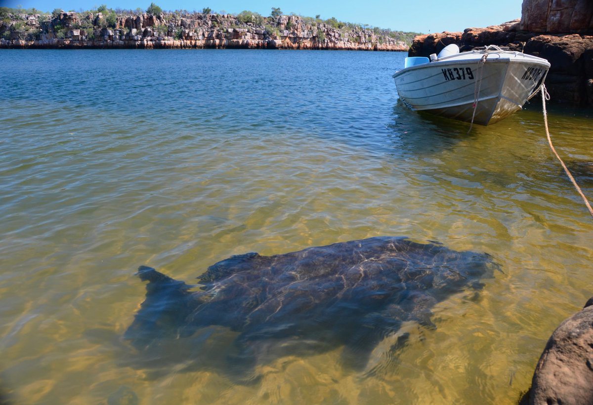 suzanmuir's tweet photo. When the 1.2 meter Codley was around we knew the 4.5m croc was not. A good time to hop into or out of your tinny! http://t.co/AFEYmRMIhe