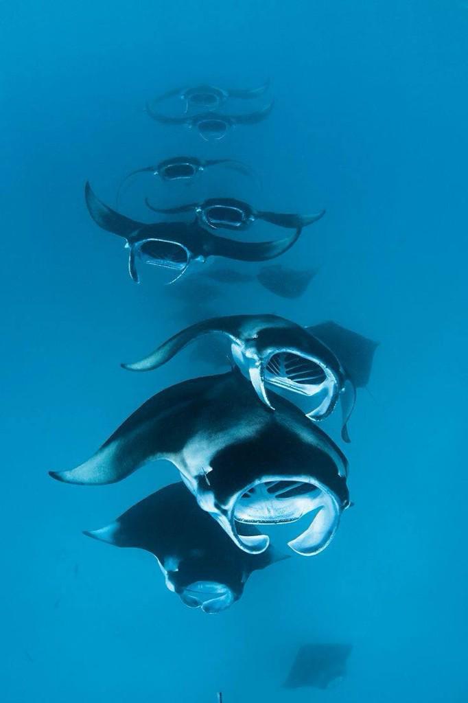 Tucentrodebuceo's tweet photo. “@FlowCheckBuceo: Un tren de mantas.. Adoro este animal! http://t.co/tyVeFiIL8B”