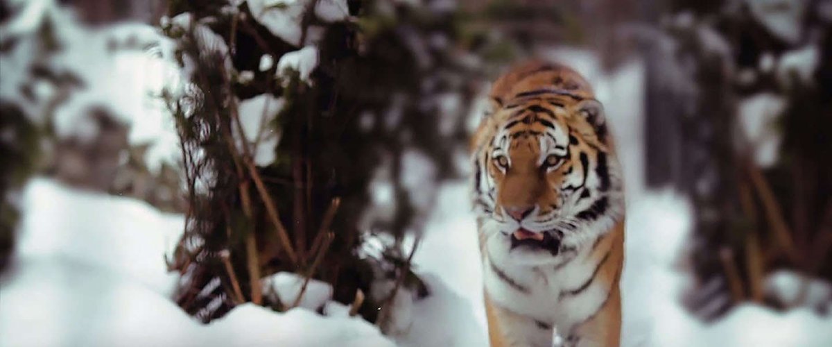 dutchcowboys's tweet photo. Het WWF daagt je uit met de Tiger Challenge! #Run4Tiger http://t.co/6BrZLHuu01 http://t.co/3HQGe32dva