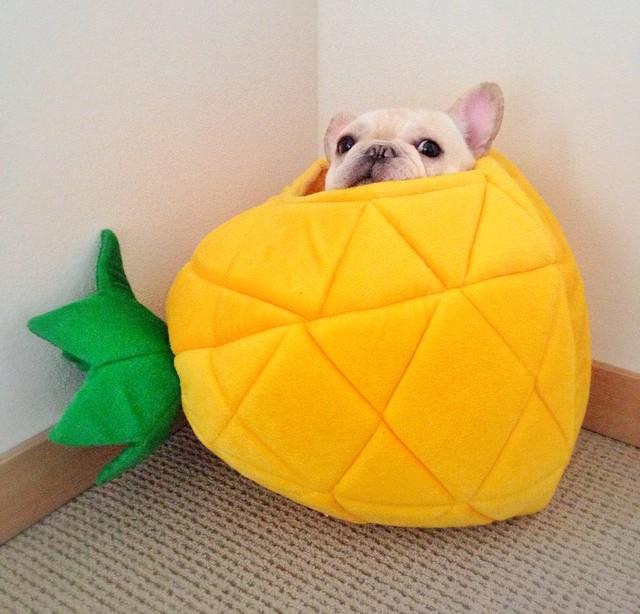 PrivateJetLeah's tweet photo. Trying to convince the boss we need one of these 🙈🍍 http://t.co/3TVPEjK2Fv