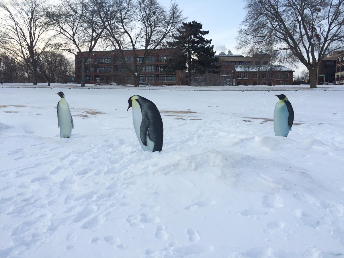 upnorthlive's tweet photo. It's so cold... these #Penguins look at home on West Bay in #TraverseCity but these penguins are only frozen statues http://t.co/tt4o8U6FrA