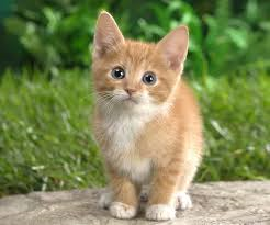 skylarjay2004's tweet photo. Uh I got say I love kittens but puppies are the best I love them!!! 
#Awsome  which one do you love puppies or cats http://t.co/l36wEVAsXP