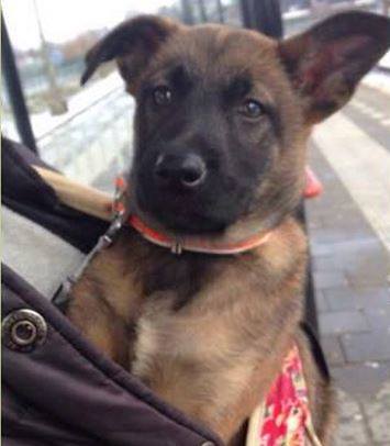 BosrandAlmere's tweet photo. RT @GinaDeBoer56: #Vermist 20/2 #PUP Mech.Herder 10 wkn! OranjeBand #Almere-Haven #schoolwerf TIPS>06-18700058 RT http://t.co/XrvJBOJueD